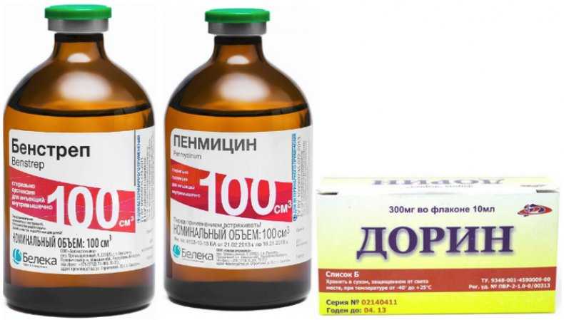 Как определить беременна ли ваша кошка: 12 шагов