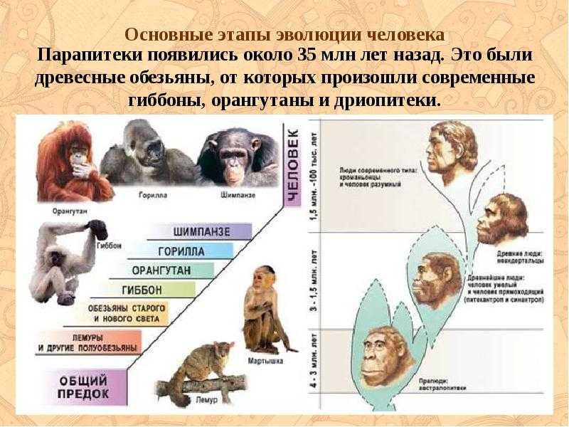 Игрушки для кошек: развивающие интеллектуальные изделия