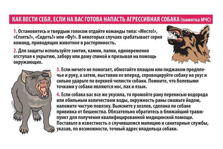 Самые гиперактивные породы собак