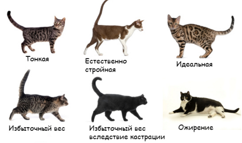 Самые большие породы кошек: особенности, описание, примеры размеров