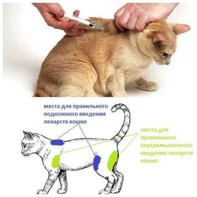 Как сделать укол кошке