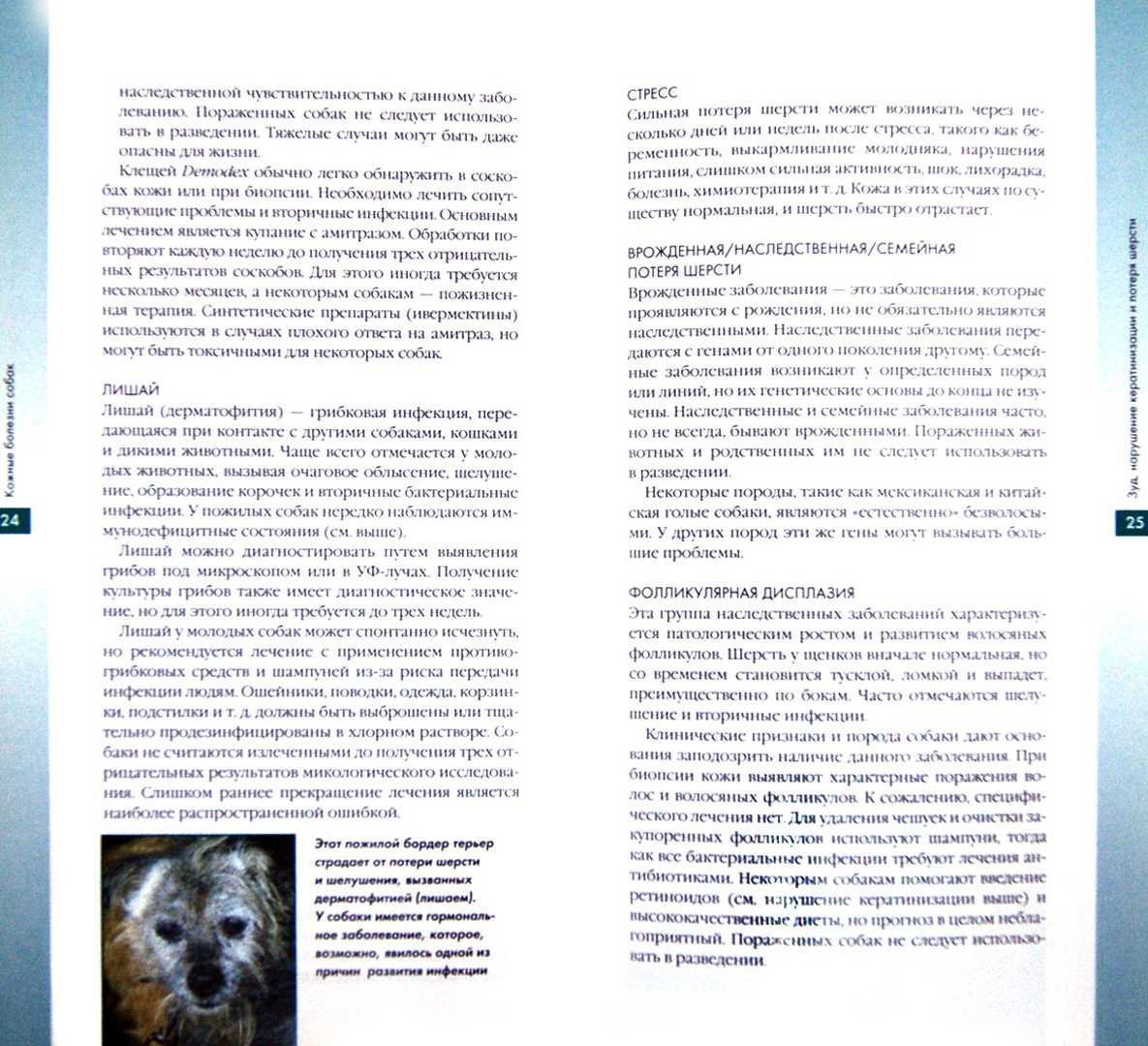 Кожные заболевания у собак: описание с фото, симптомы, лечение и профилактика