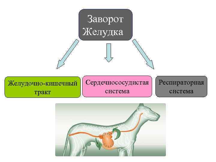 Заворот желудка у собаки: причины и лечение