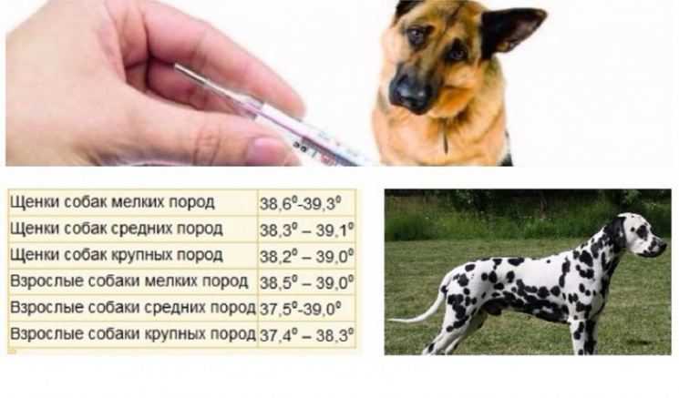 Нормальная температура у собак - показатель здоровья собаки