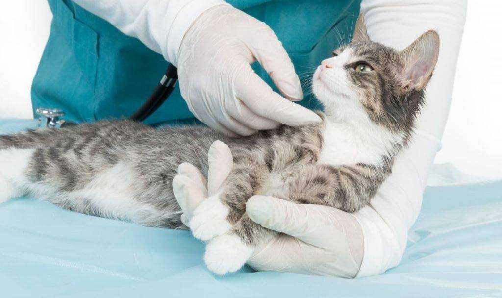 Коронавирусная инфекция кошек