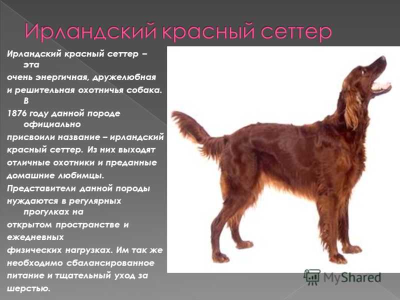 Ирландский красный сеттер Охотничья порода собак с медно рыжим окрасом фото описание характер история происхождения породы правила ухода воспитания и питания