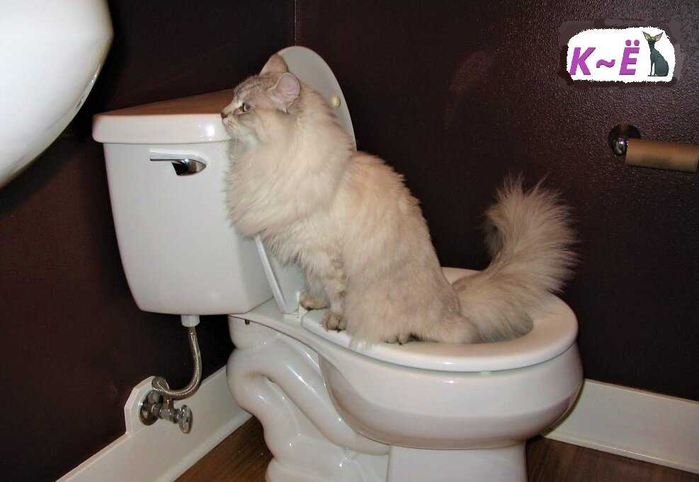 Кот не может пописать