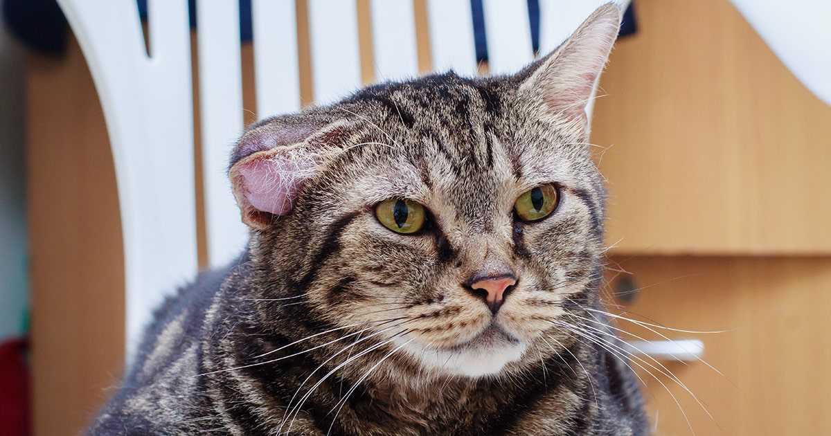 Если у кота опухло ухо стоит отвести питомца к ветеринару и выяснить причину такого состояния Это может быь травма отит клещ новообразования и т д Специалист подберет лечение