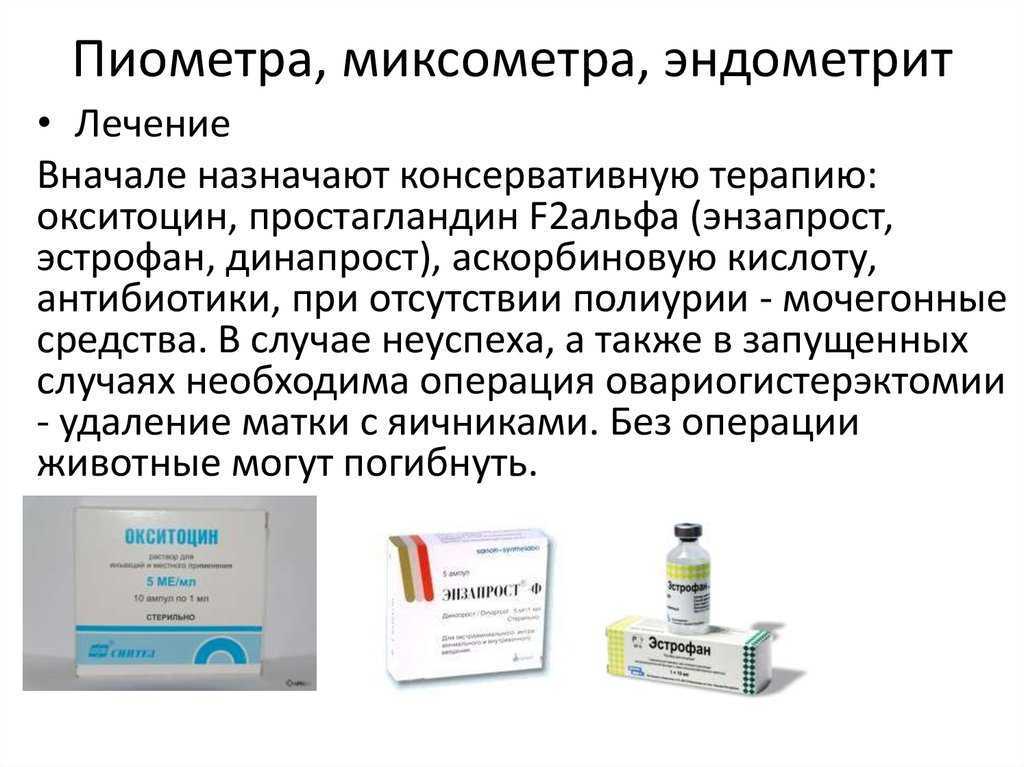 Лечение пиометры (воспаления матки) у собак
