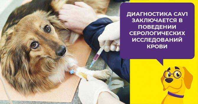 Аденовироз у собак: симптомы и методы лечения | ваши питомцы