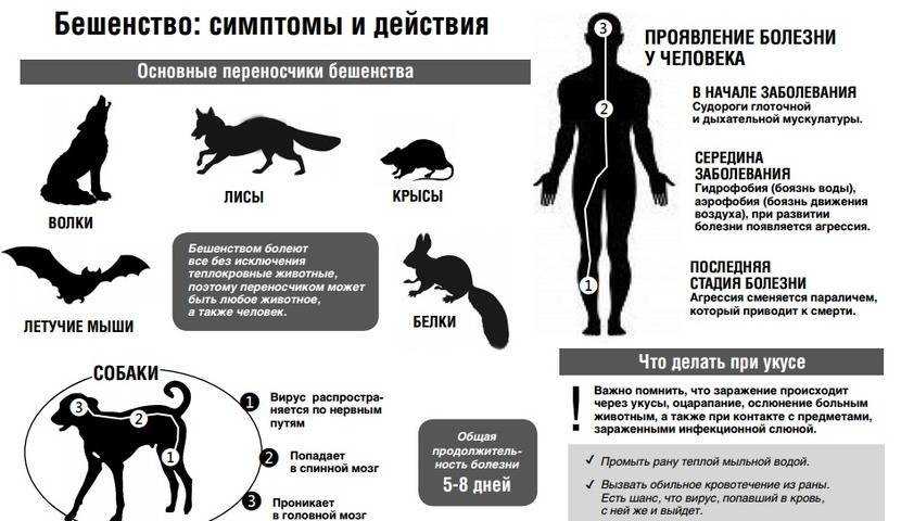 Бешенство у кошек: признаки и диагностика