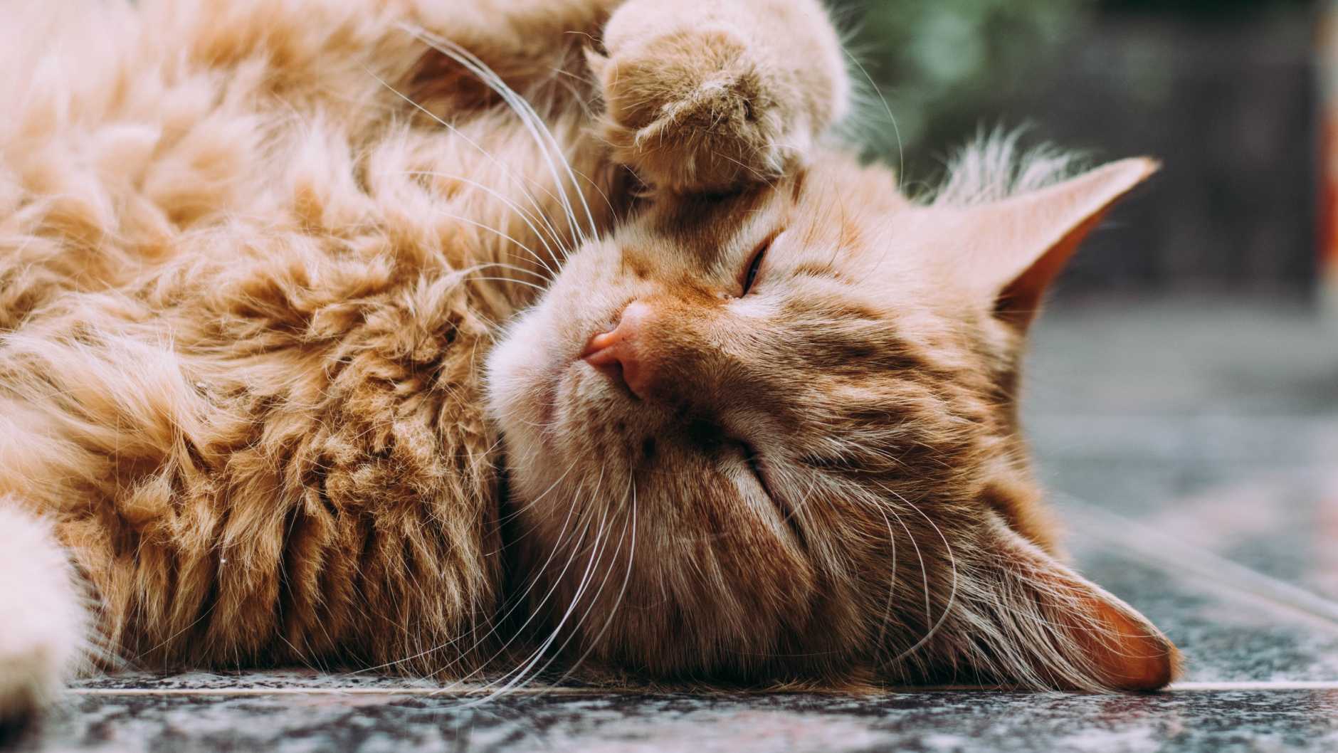 Триадит у котов. триадит у кошек
