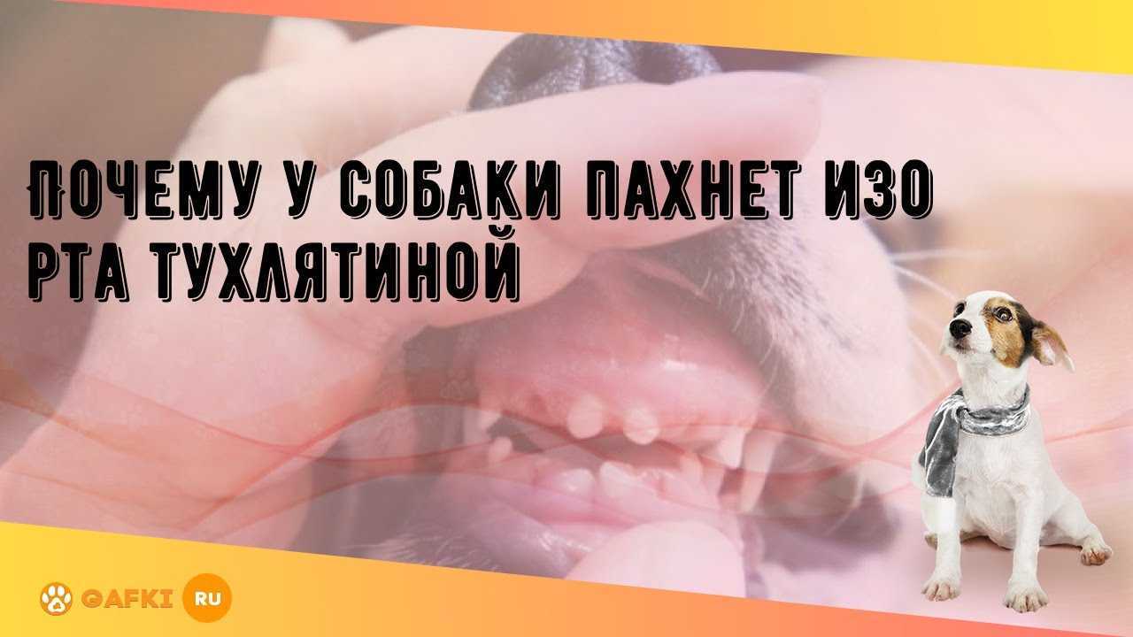 Почему собака воняет? что делать? как избавиться от вони у собаки?