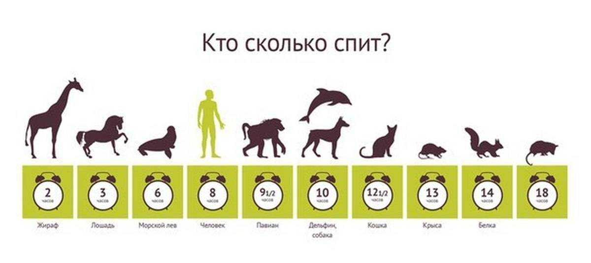 Сколько спят кошки