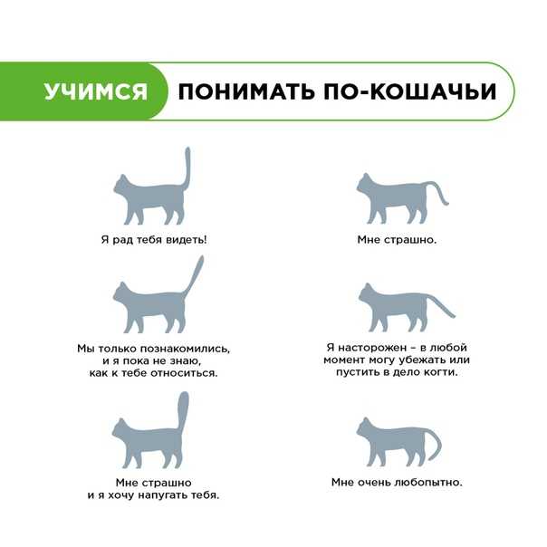 Как понять кошачий язык?