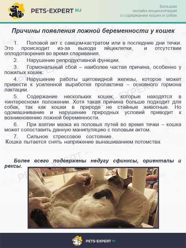 Ложная беременность состояние которое иногда отмечается у нестерилизованных кошек Оно вызывает определённые изменения в организме животного и требует внимания врача Если оставить псевдобеременность без внимания то можно серьёзно навредить здоровью кошки