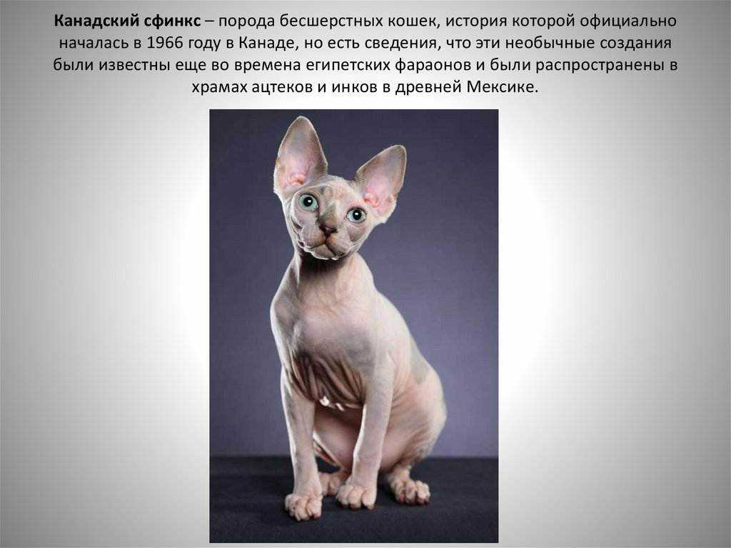 Виды кошек сфинксов  фото, описание лысых пород