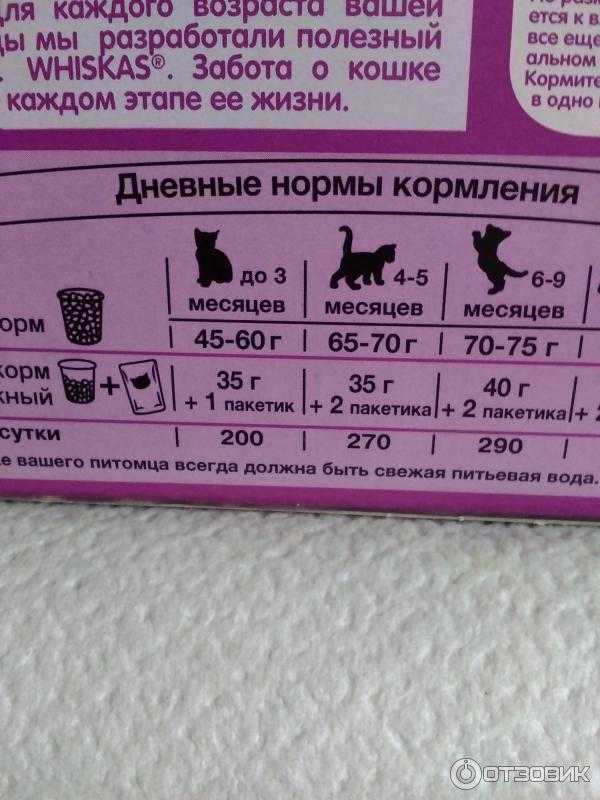 Как правильно кормить кошку: корма и питание для животного