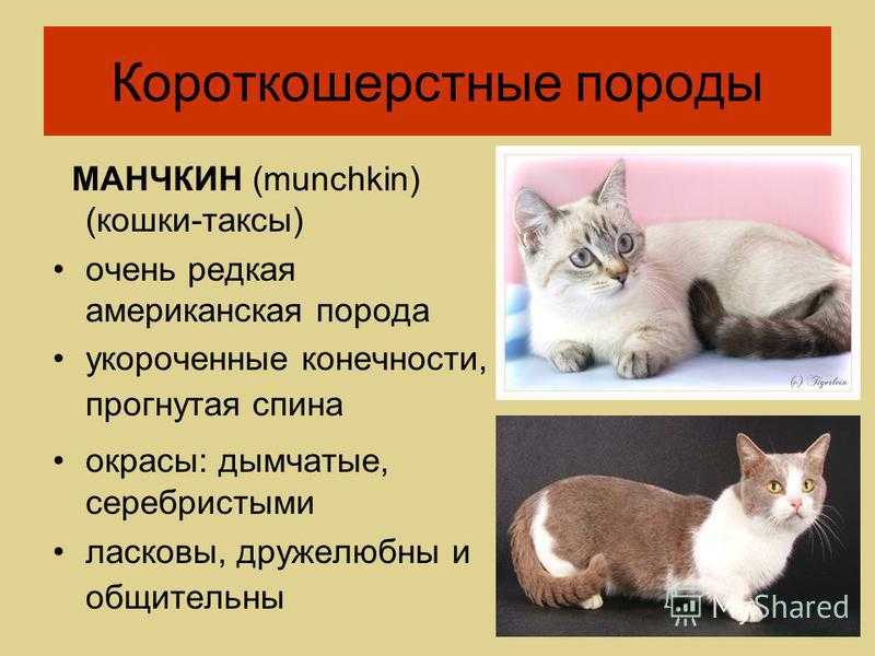 Коты с короткими лапами манчкин в детальном обзоре породы | обалденно