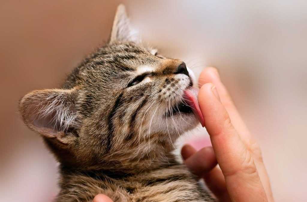 Кошка вылизывает шерсть