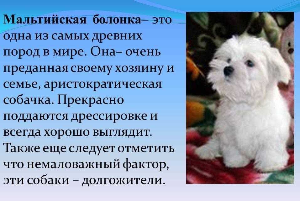 Чем болонки отличаются от других собак Их характер состояние здоровья плюсы и минусы Обзор всех пород болонок