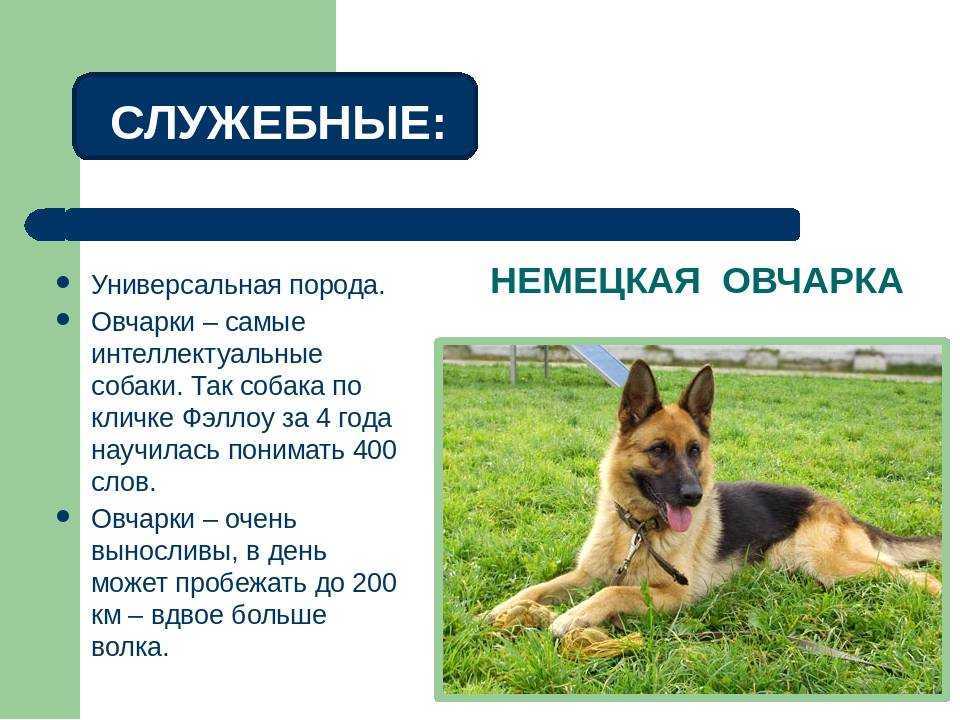 Немецкая овчарка фото, описание породы, характер, отзывы, видео, питание, болезни, уход