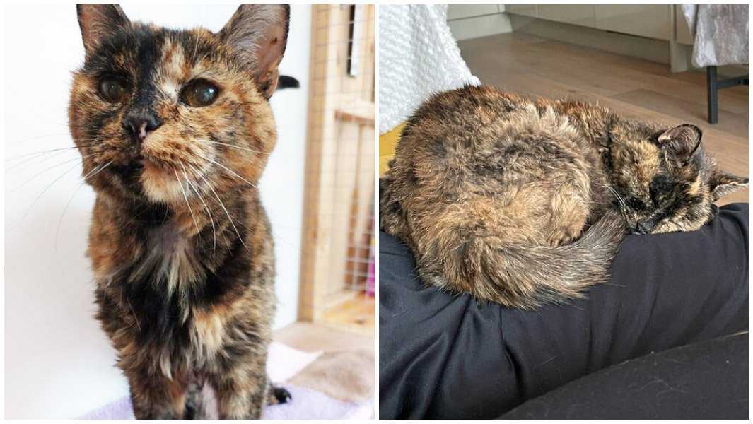 Коты-долгожители с описанием и фото: сколько лет самому старому коту в мире