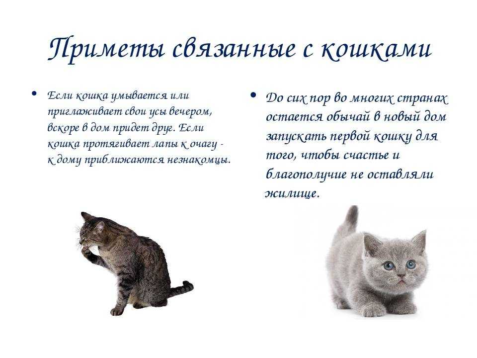 Британская короткошерстная кошка. стандарт породы и критерии оценки (версия cfa).