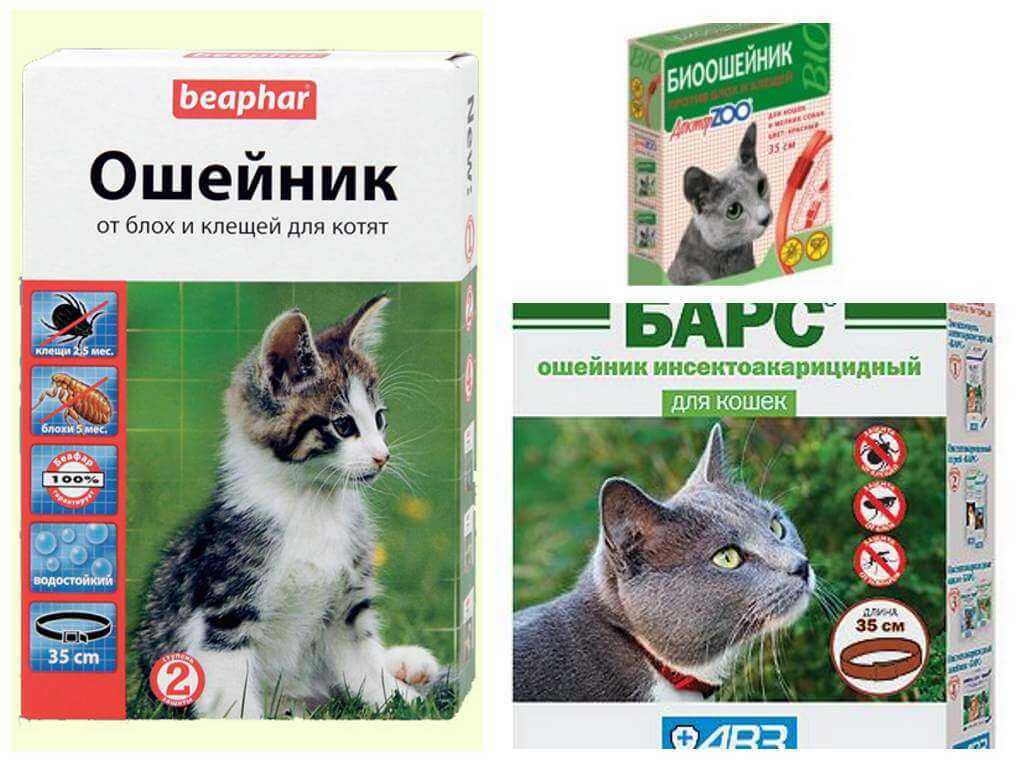 Ошейники для кошек от блох и клещей: принцип действия и способ использования