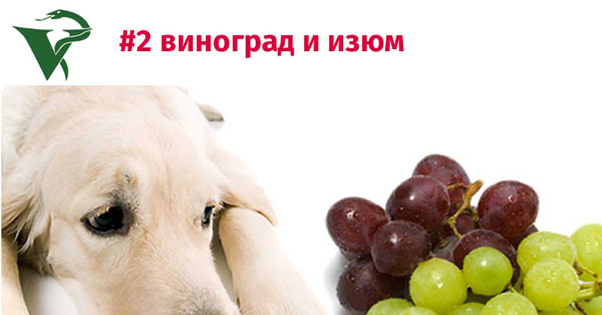 Какие фрукты можно давать собаке, а какие следует ограничить