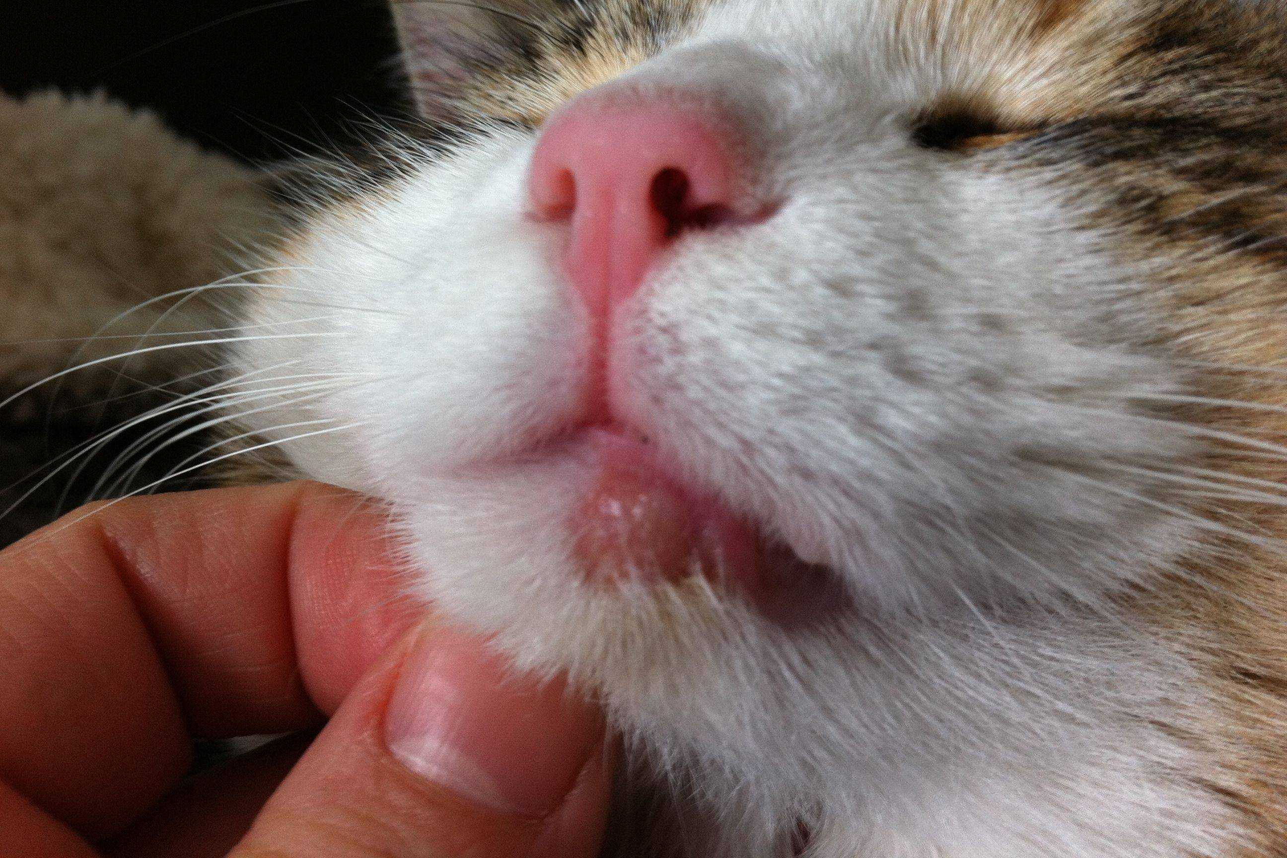 Аллергия у кошек