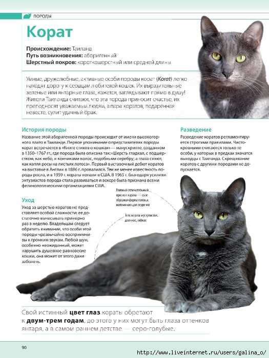 Кошка каракет: внешность и и характер данной породы _ | wwwcat.ru