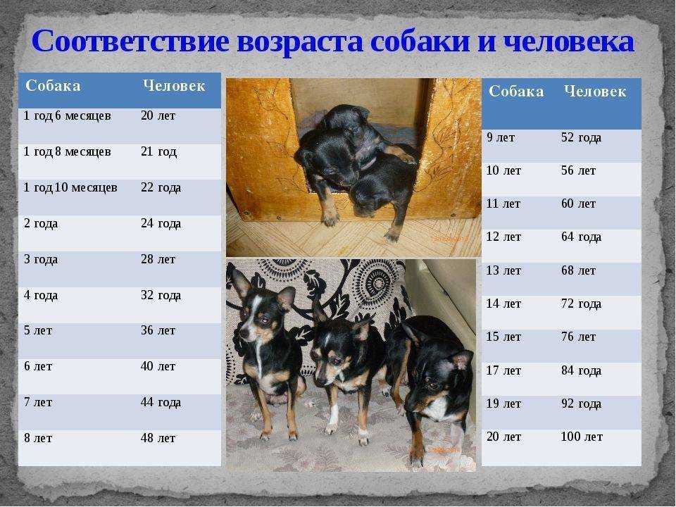 Сколько живут собаки - от чего зависит максимальный возраст породистых псов или дворняг