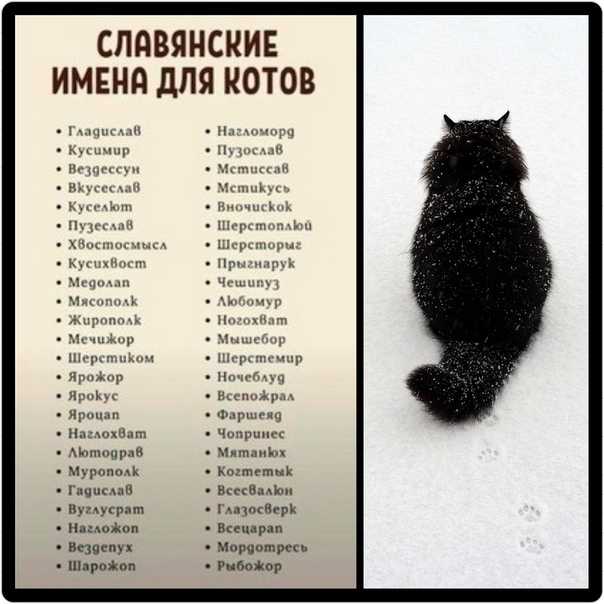 Имена для кошек девочек