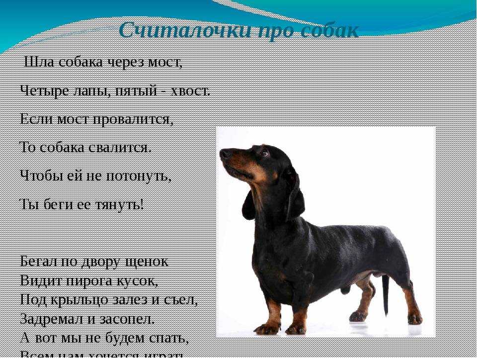 Как назвать шпица: померанского и другие разновидности, имена для шпицев мальчиков и девочек, критерии самостоятельного выбора клички