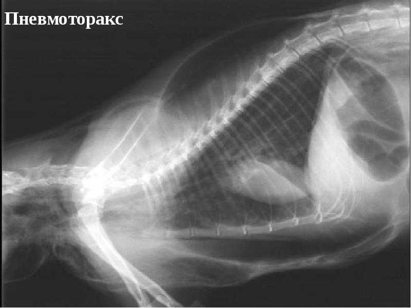 Отек легких у кошек