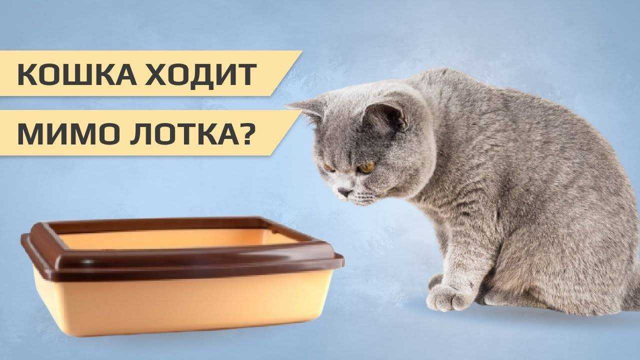 Как отучить кошку гадить в неположенном месте