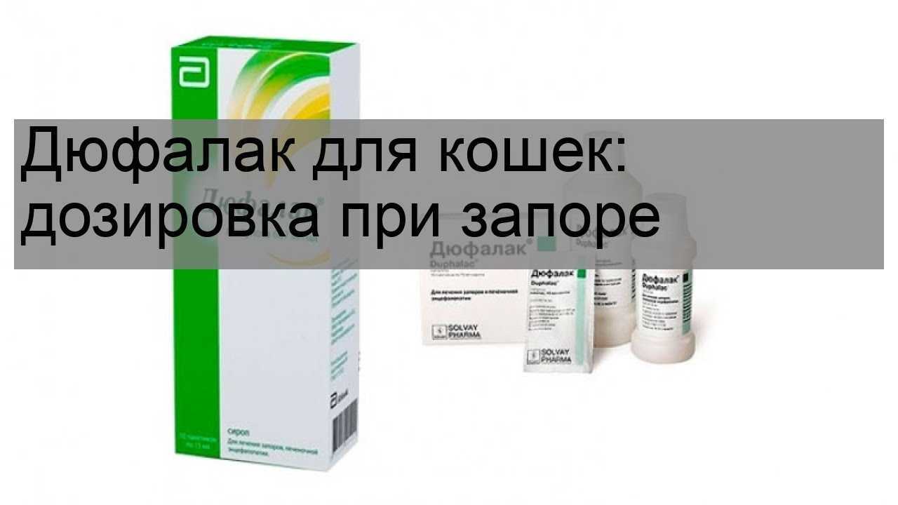 Слабительное для кошки - в домашних условиях быстрого действия, обзор лучших средств