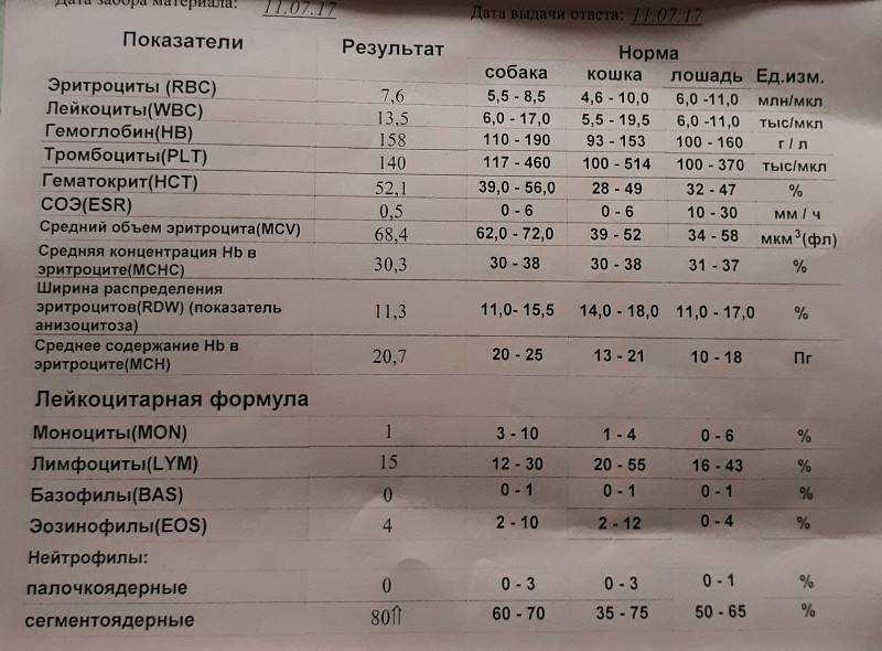 Показатели крови у собак: сегментоядерные и палочкоядерные нейтрофилы