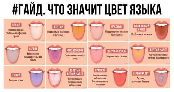 Черные десны у кошек: опасно ли это? 3 основных причины