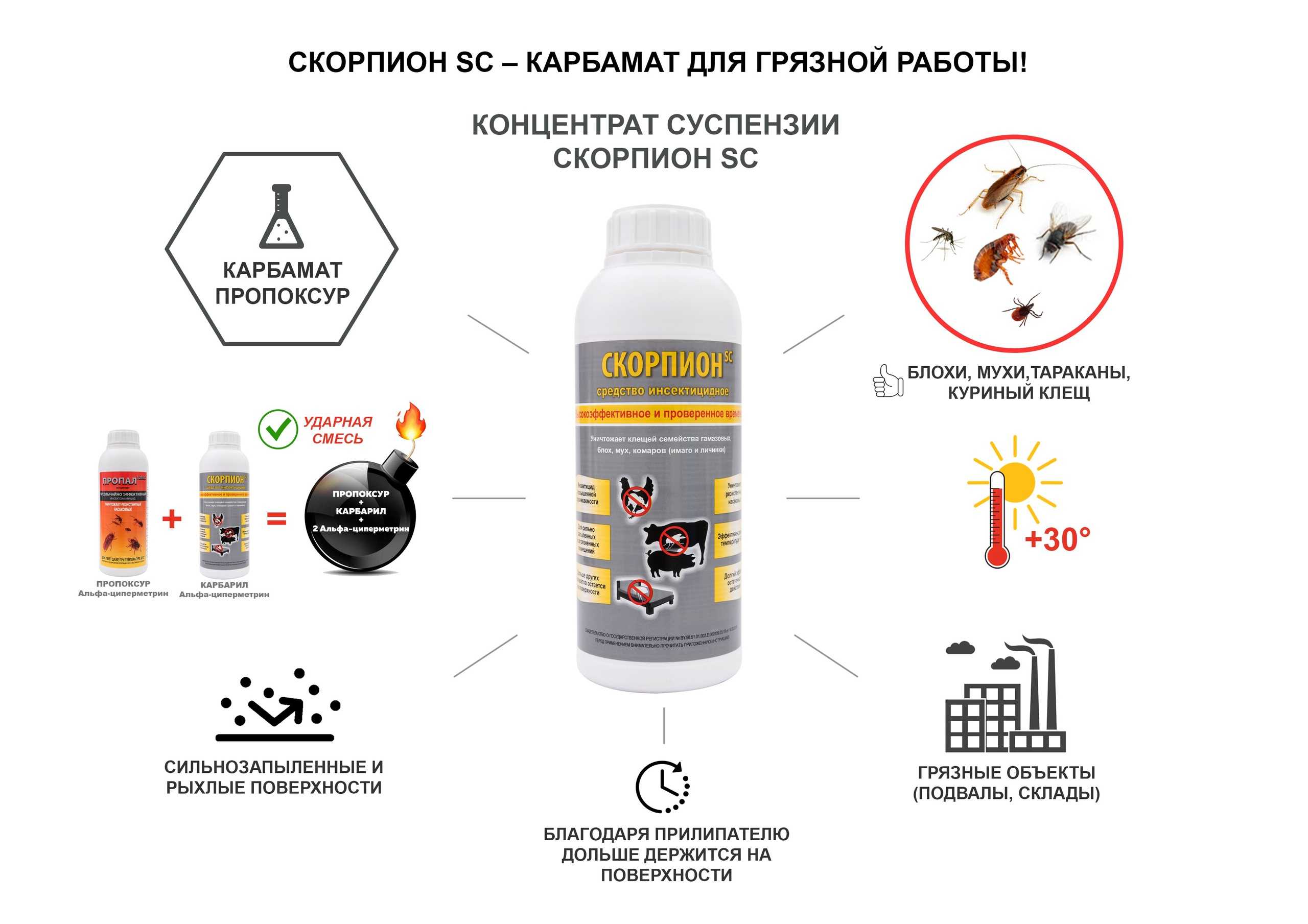 Блохи у кошки - как определить и избавиться