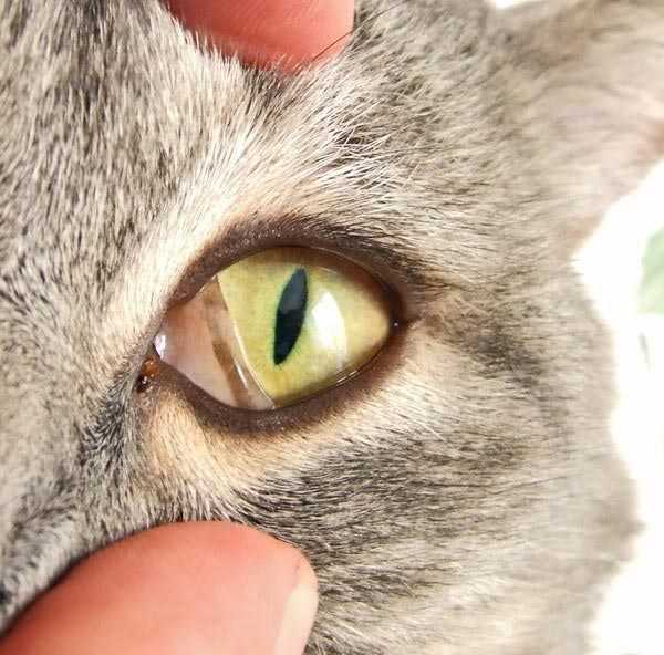 Выпадение третьего века у кошки