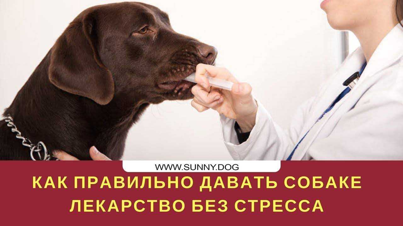 Как правильно дать таблетку: обзор всех способов