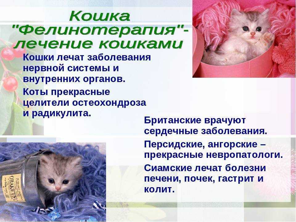 Лечебные породы кошек