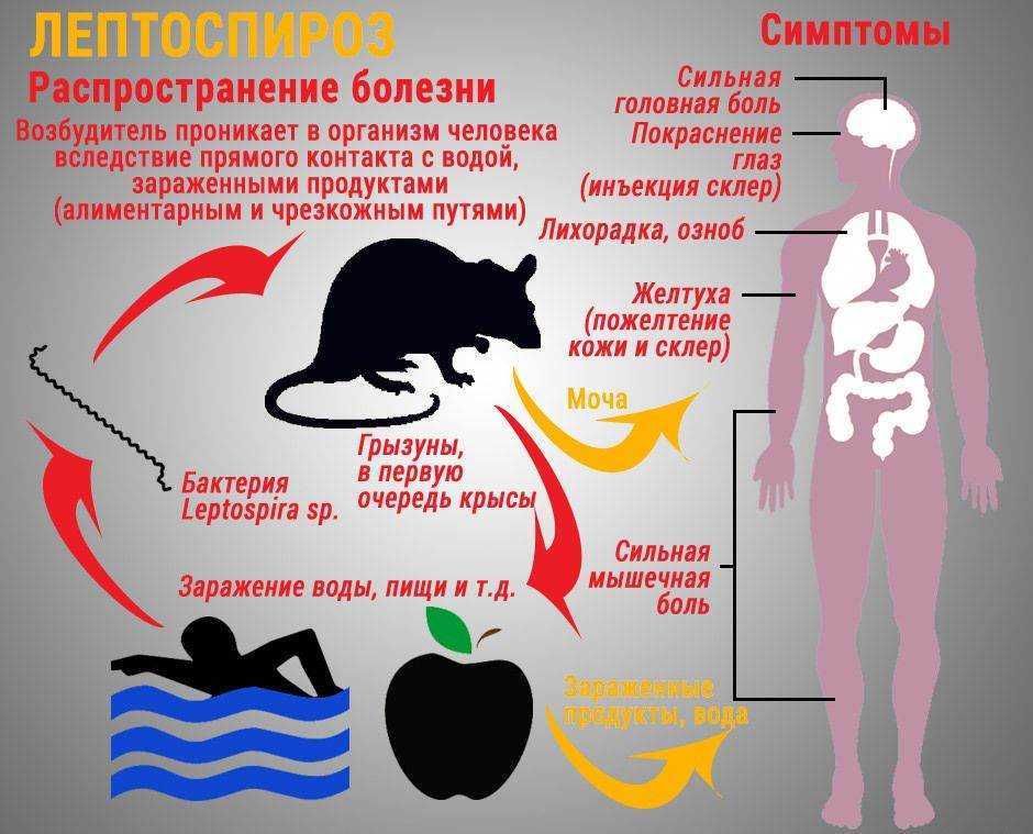 Стафилококк у кошек — как лечить, передается ли человеку, фото