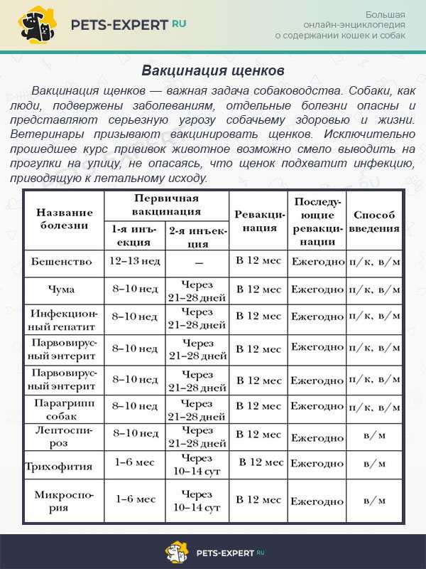 Как подготовить собаку к прививке: правила вакцинации