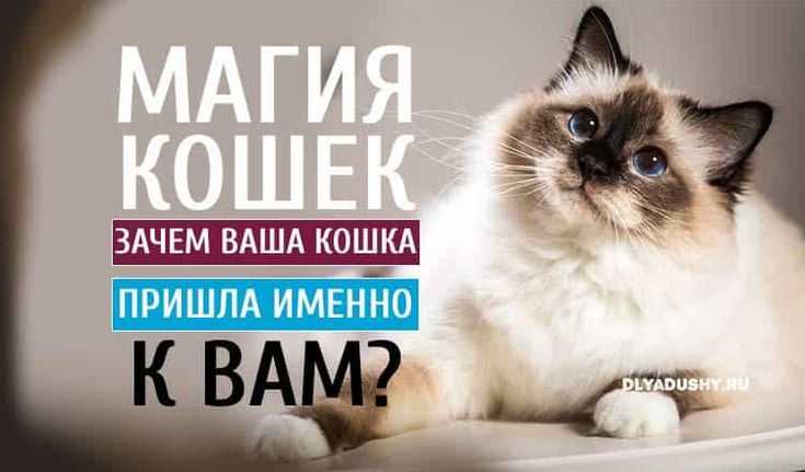 Почему кошки топчут лапами или 20+ интересных привычек кошек