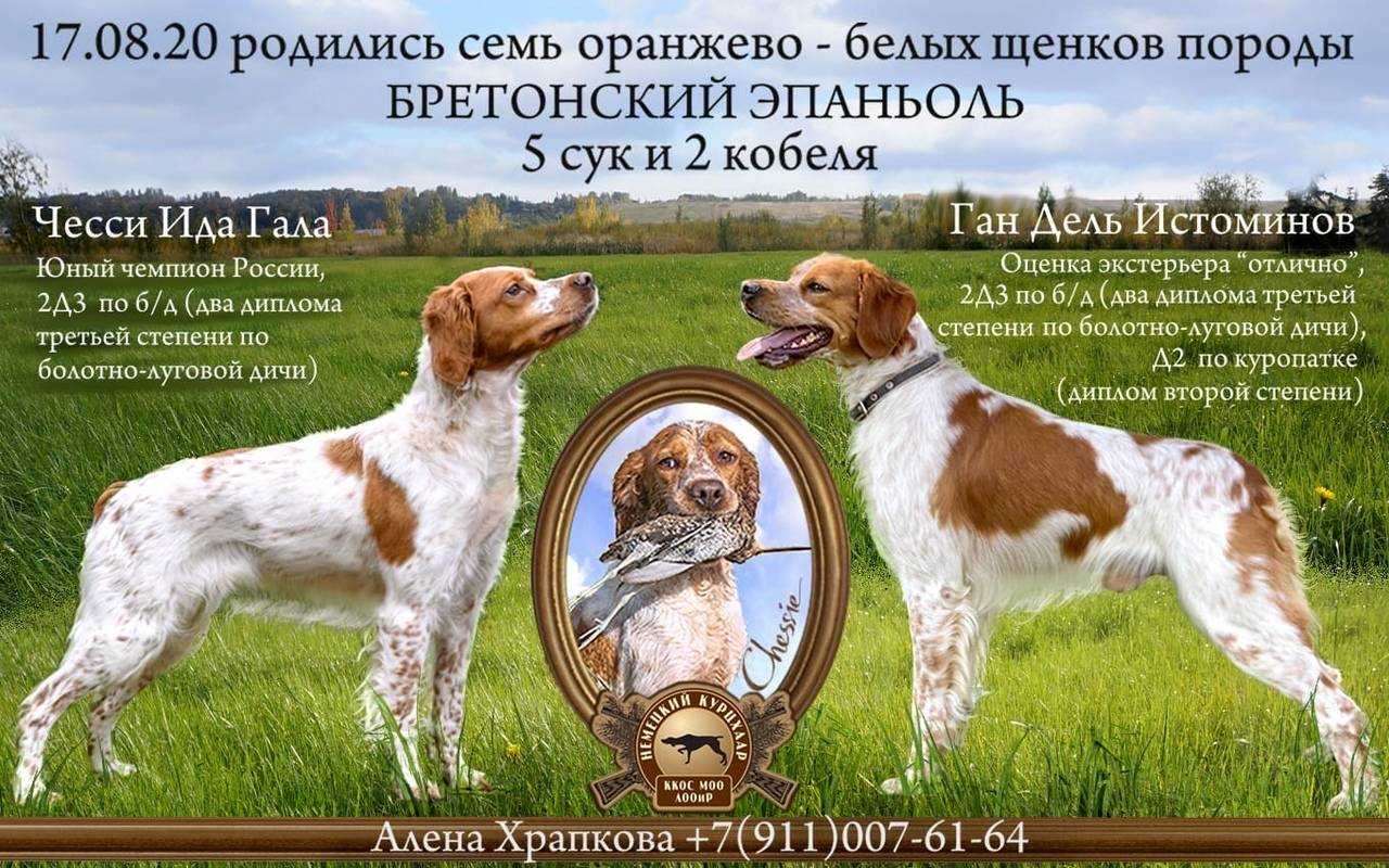 Бретонский эпаньоль: стандарт породы, особенности ухода и содержания бретона, полезные советы и фото