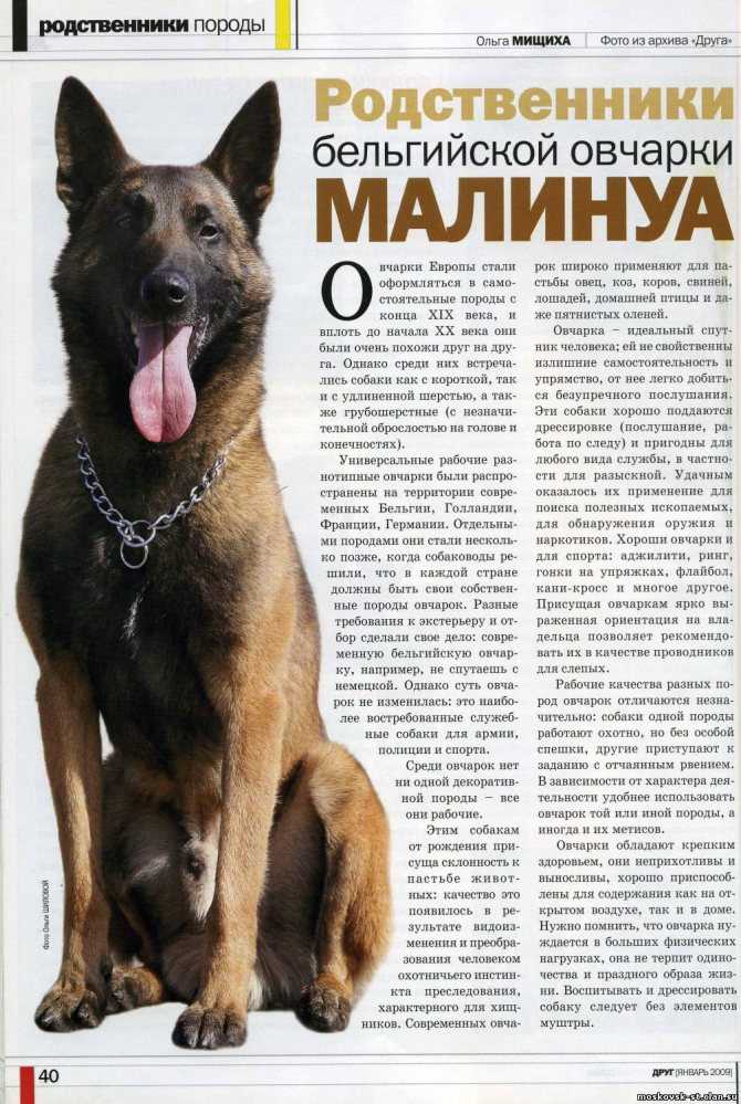 Бельгийские овчарки: виды и фото собак