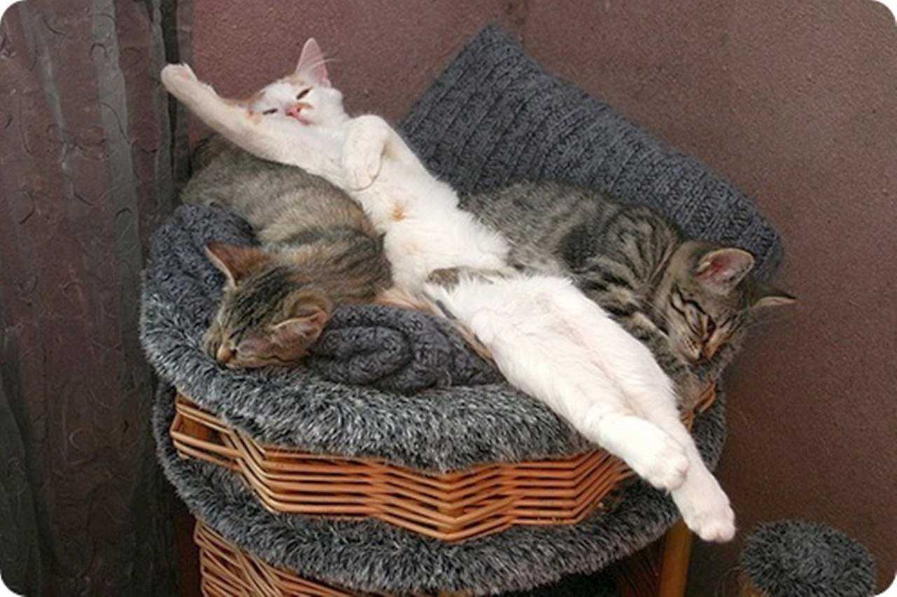 Сколько в сутки спят кошки, коты и котята, почему так много